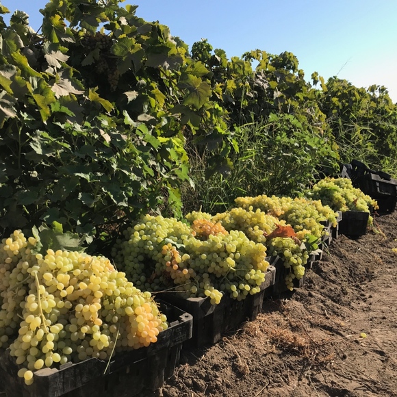 Meet your Posher, Jennifer - Picture 3 of 8